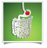 digestion